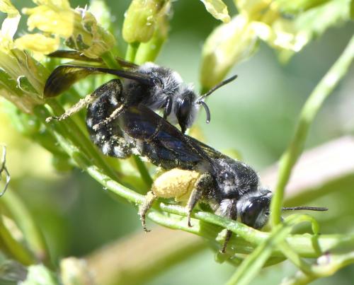 Andrena sp.